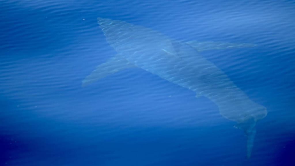 Tubarão avistado em Maiorca
