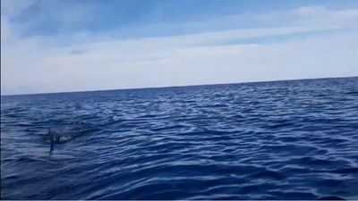 O momento em que um tubarão branco persegue dois pescadores - TVI