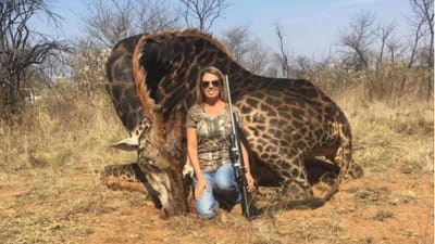 Tira fotografia com girafa que acabou de matar e gera revolta nas redes sociais - TVI