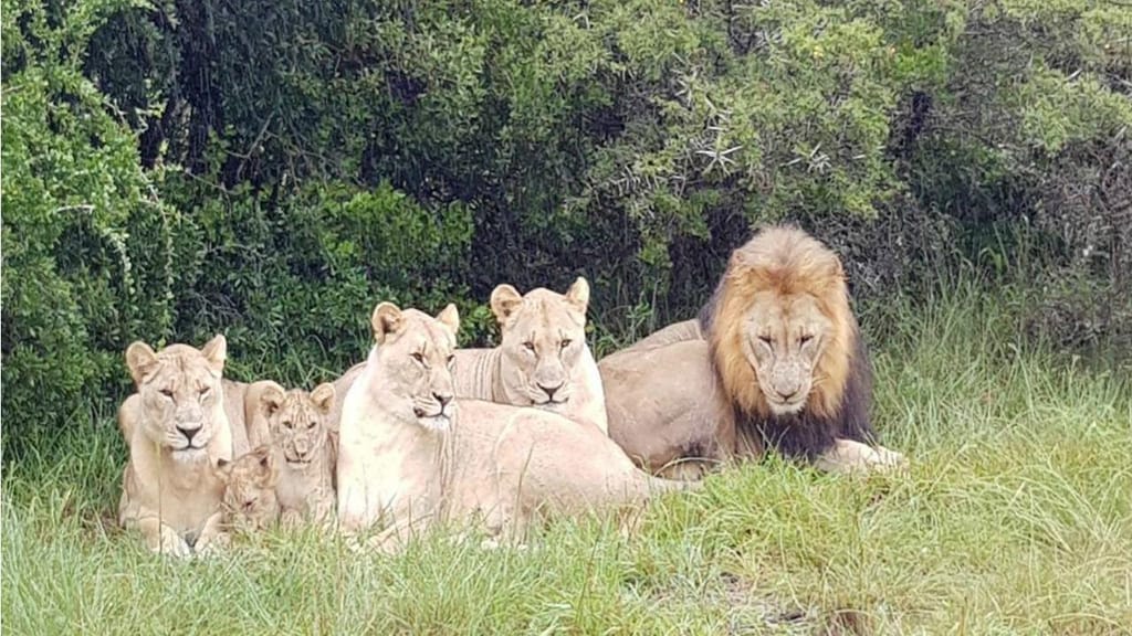 Leões da Reserva de Caça de Sibuya 