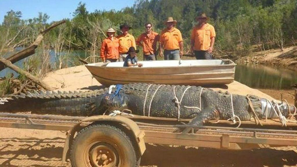 Crocodilo gigante capturado