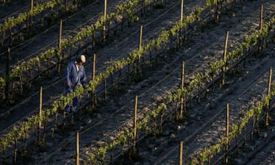 Portugal pode ter de devolver verbas para a agricultura - TVI
