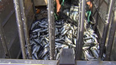 Ministra diz que pesca sem limites acabava com sardinha em três anos - TVI