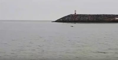 Par de golfinhos adotaram praia de Sines para nadar - TVI