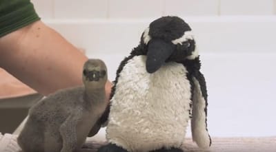 Vídeo mostra primeiras imagens de pinguim que saiu da casca antes de tempo - TVI