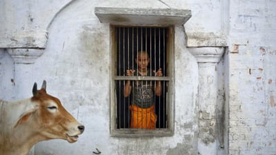 Homem linchado na Índia por suspeita de contrabando de vacas - TVI