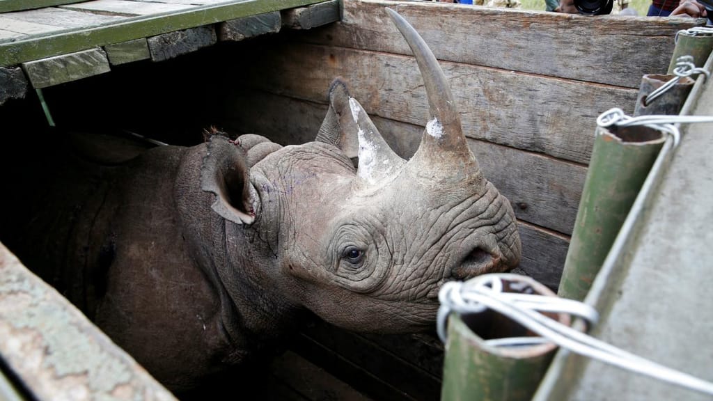 Rinoceronte fémea antes de ser transportada para o Parque Nacional Tsavo East, no Quénia