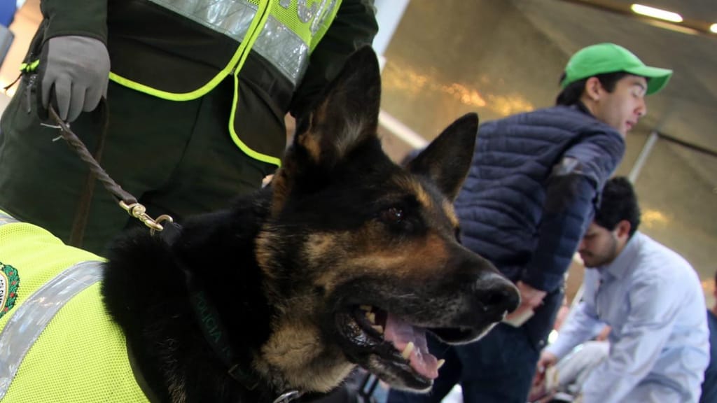 Sombra é cadela-polícia na Colômbia e já farejou mais de nove toneladas de droga. Agora é procurada pelo principal cartel do país