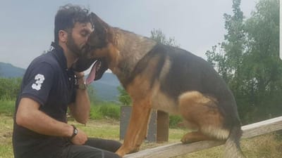 Envenenaram o "cão herói" do terramoto de Amatrice - TVI