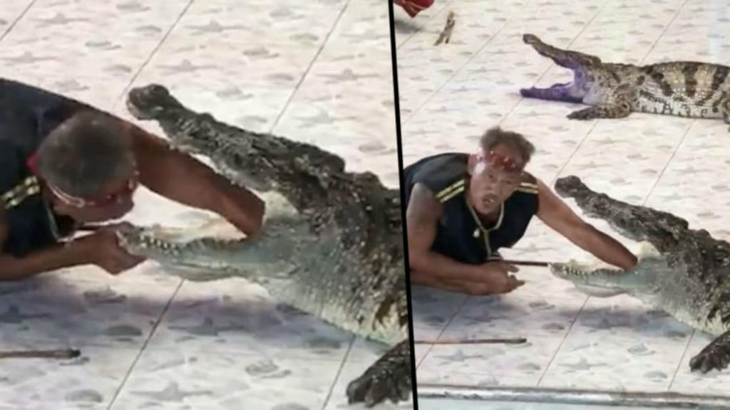 Homem atacado por crocodilo