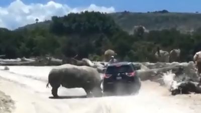 Vídeo mostra rinoceronte com mais de três toneladas a atacar carro com família lá dentro - TVI