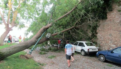 Mais de 20 quedas de árvores devido à chuva e aos ventos fortes em Beja - TVI