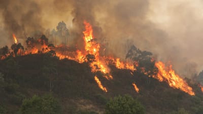 GNR deteve um jovem por ter ateado um incêndio florestal em Viana do Castelo - TVI