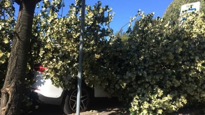 Cinco carros danificados após queda de árvore no Porto - TVI