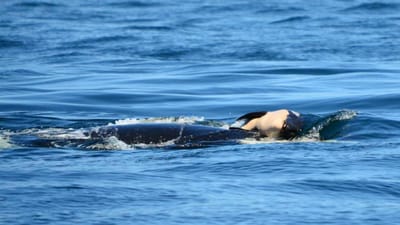 Ao fim de 17 dias de luto, orca deixou partir corpo de cria morta - TVI