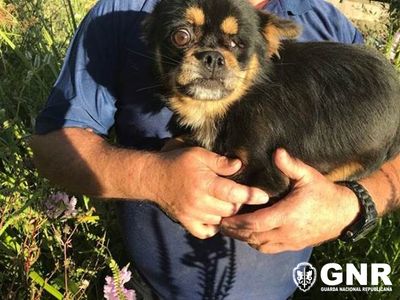 GNR resgata de poço cão desaparecido há uma semana - TVI