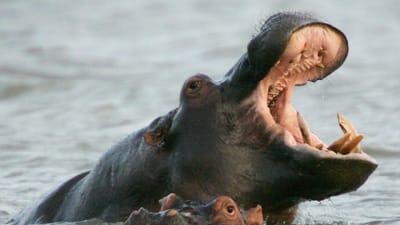 Hipopótamo mata turista que o fotografava durante safari - TVI