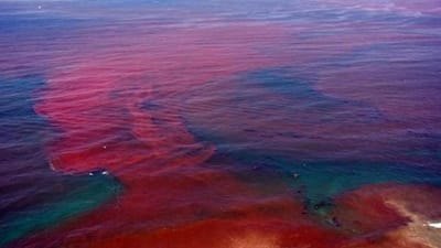 Águas vermelhas colocam Florida em estado de emergência - TVI