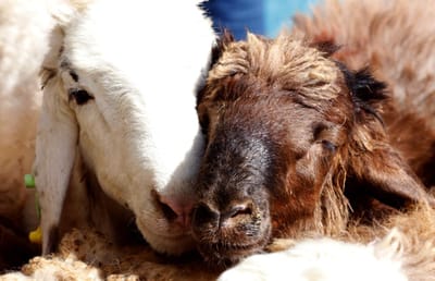 Milhões de carneiros abatidos para festa do sacrifício - TVI