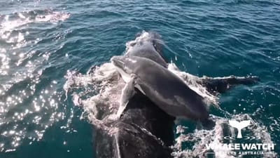 Golfinhos salvam vida de baleia e cria atacadas no mar - TVI
