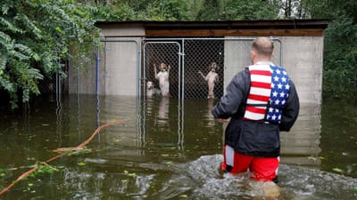 Voluntário salva seis cães da morte durante o furacão Florence - TVI