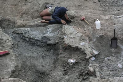 Descoberto em Torres Vedras um dos mais antigos dinossauros carnívoros - TVI