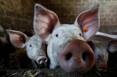 China minimiza perigo de nova pandemia a partir de vírus descobertos em porcos - TVI
