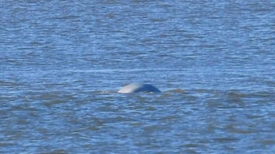 Anda uma baleia do Ártico a nadar no rio Tamisa perto de Londres - TVI