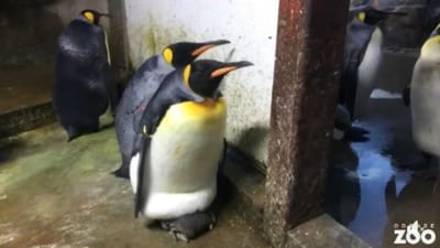 Casal gay de pinguins rapta cria de pais que tinham ido dar um mergulho - TVI