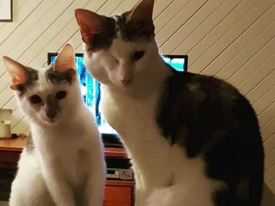 Gato com quatro orelhas é resgatado e conhece irmão “gémeo” - TVI