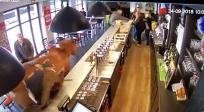 Cavalo invade café em França e causa o pânico - TVI