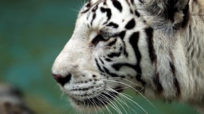 Funcionário morto por tigre branco em jardim zoológico - TVI