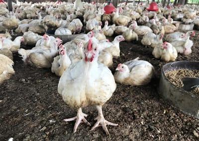 Criadores obrigados a registar galinhas poedeiras em setembro - TVI