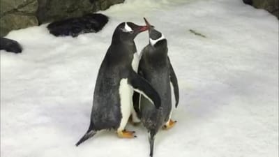 Casal homossexual de pinguins adota uma cria - TVI