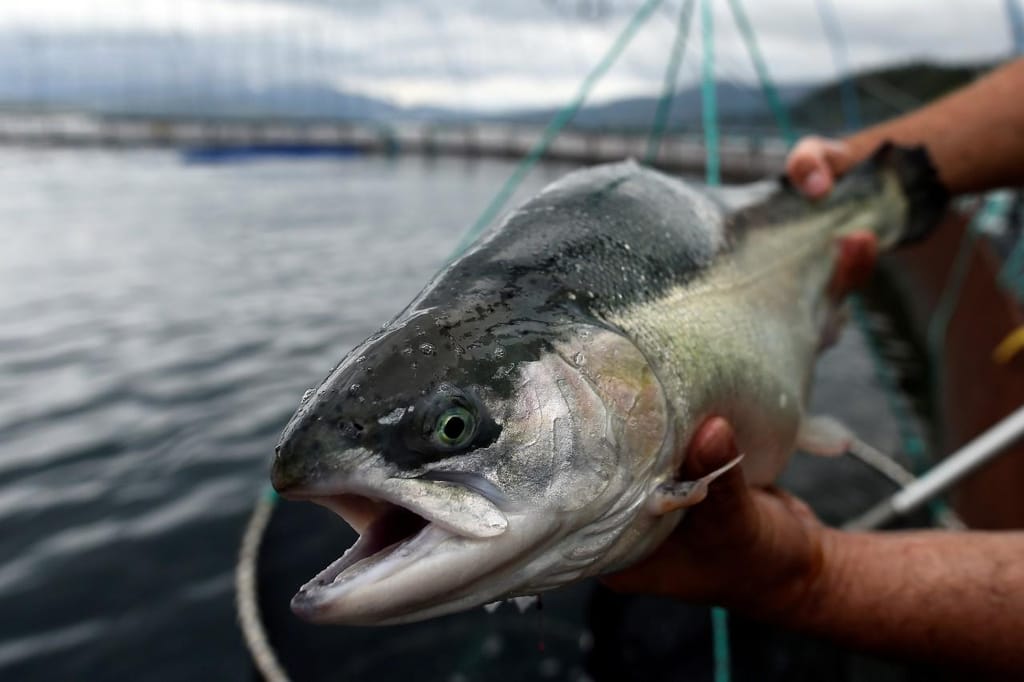 Produção industrial de salmão na Noruega