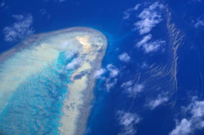 Grande Barreira de Coral atingida por maior descoloração de que há registo  - TVI