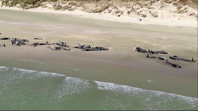 Grupo de 145 baleias morre após encalhar em baía - TVI