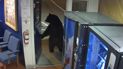 Urso faz visita inesperada a agentes da polícia - TVI