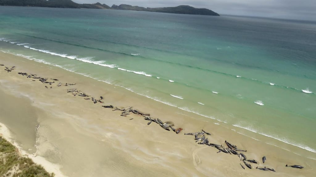 Baleias morrem na costa da ilha Stewart