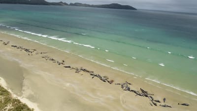 Quase 200 baleias morrem encalhadas em ilhas da Nova Zelândia - TVI