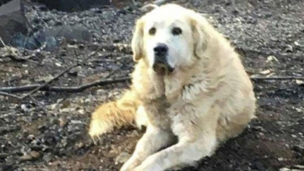 Cão guardou casa queimada durante um mês