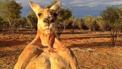 Morreu Roger, o famoso e musculado canguru australiano - TVI