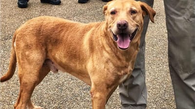 Agente abandona cão-polícia “reformado” em abrigo animal - TVI