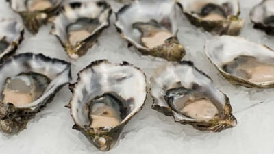 Viana vai exportar 200 toneladas de ostras por ano - TVI