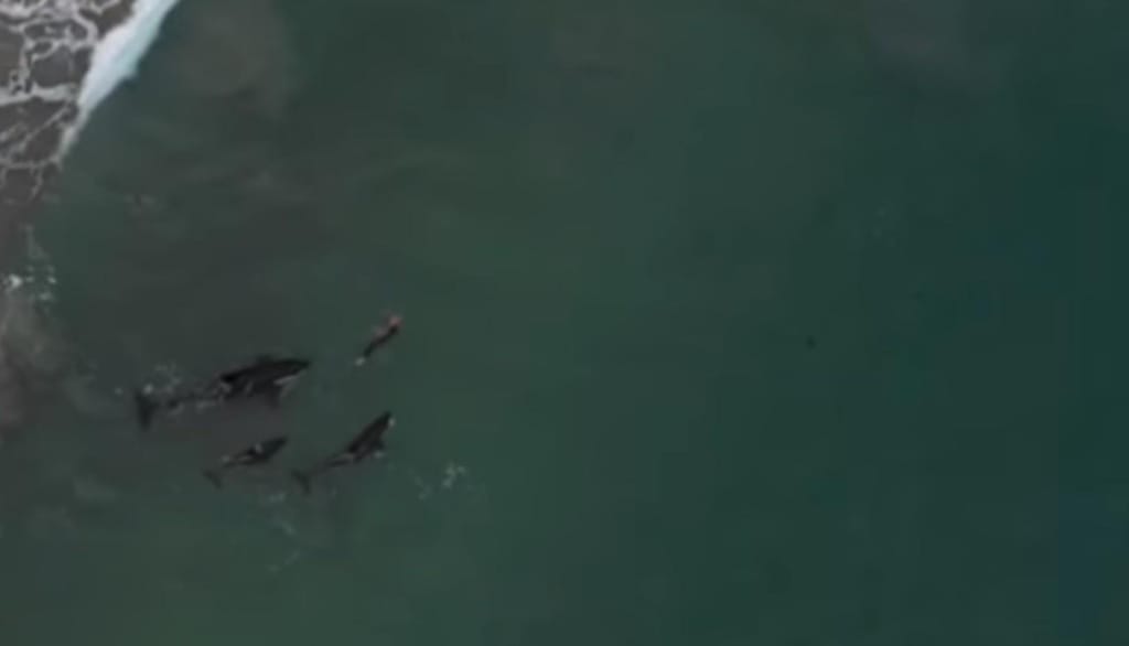 Nadadora cercada por orcas