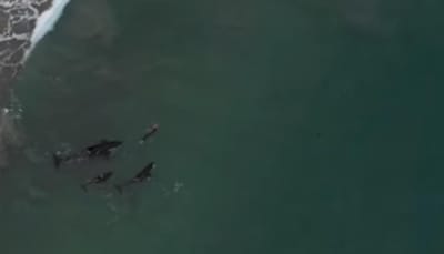 Drone mostra nadadora cercada por 'baleias assassinas' - TVI