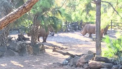 Bebé de dois anos ferida após cair em jaula de rinocerontes - TVI