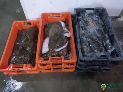 Apreendidos 116 quilos de pescado na Gafanha da Nazaré - TVI