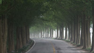 Clonagem de árvores centenárias pode salvar o planeta - TVI