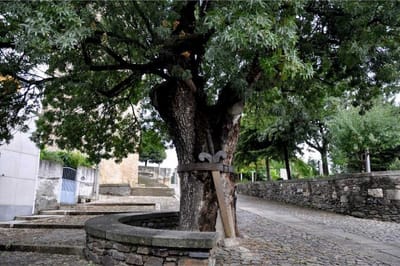 Freixo com cerca de 500 anos classificado como Árvore de Interesse Público - TVI